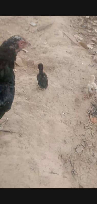 black aseel hen with 5 chicks frsh and healthy chicks 4