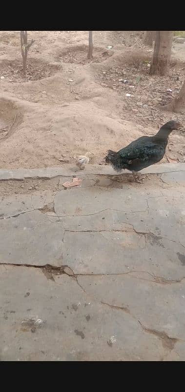 black aseel hen with 5 chicks frsh and healthy chicks 6