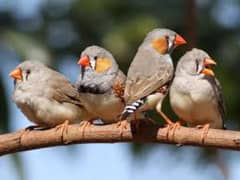 8 Zebra Finch pair For Sell