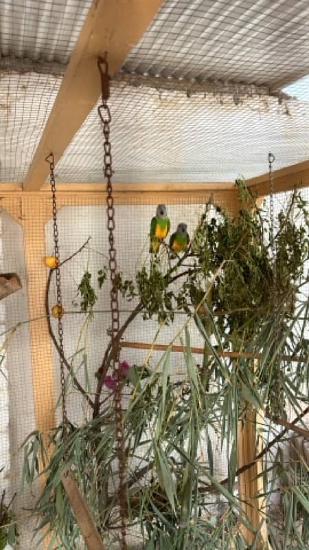 senegal parrots ready to breed pair 0