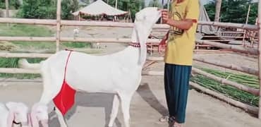 Desi bakri 2 Bacchon Ke Sath For Sale WhatsApp on 0326,9382,133