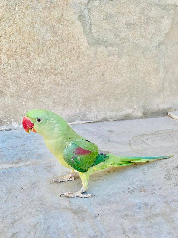 PURE KASHMIRI RAW PARROT 1