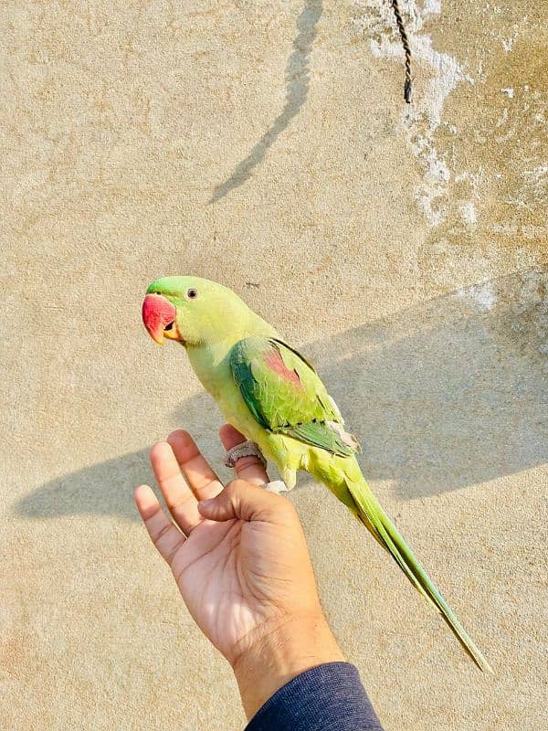 PURE KASHMIRI RAW PARROT 2