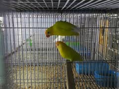 Love Bird Breeder Pairs