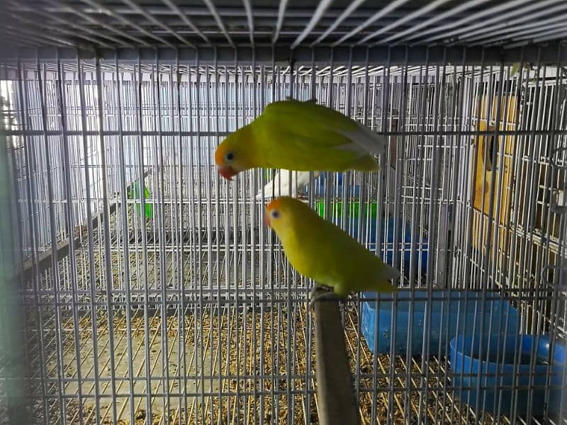 Love Bird Breeder Pairs 0