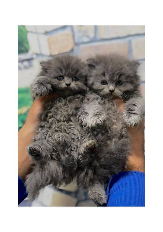 Persian hamalian british punch face piki face cat's and kitten's 8