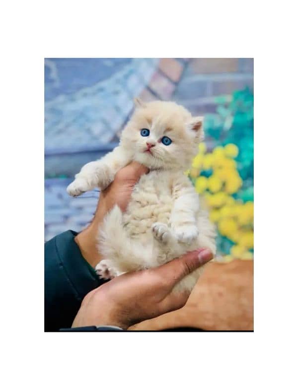 Persian hamalian british punch face piki face cat's and kitten's 9