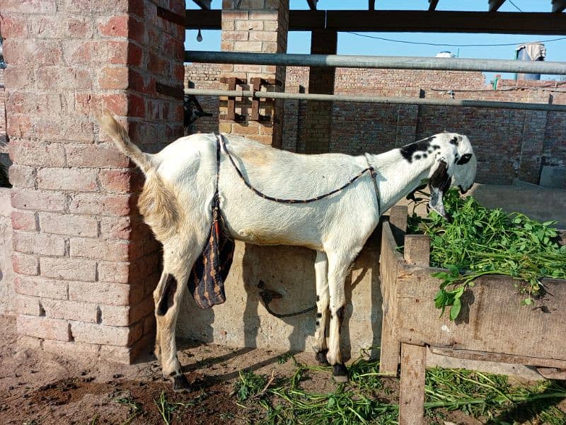 first time bacha delivery kiye ho gaya aur dudh wali bakri 0