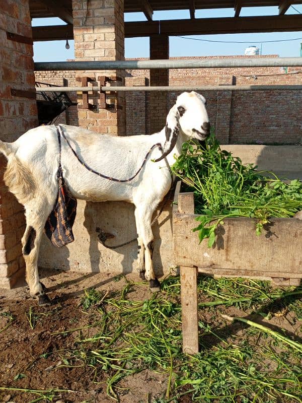 first time bacha delivery kiye ho gaya aur dudh wali bakri 1