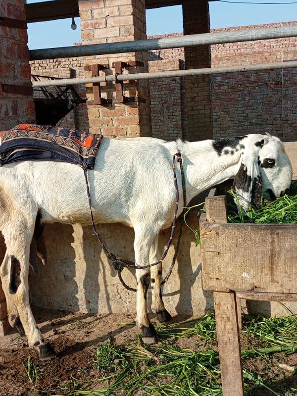 first time bacha delivery kiye ho gaya aur dudh wali bakri 4