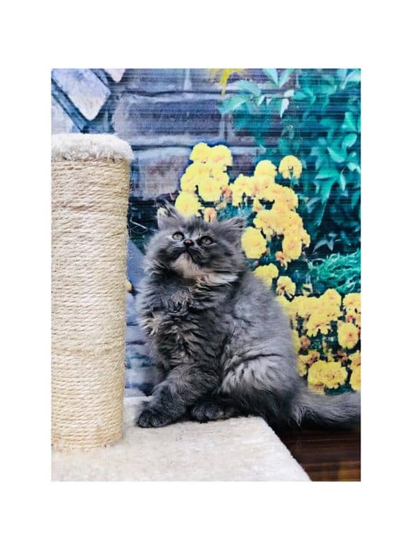 Persian hamalian british punch face piki face cat's and kitten's 7