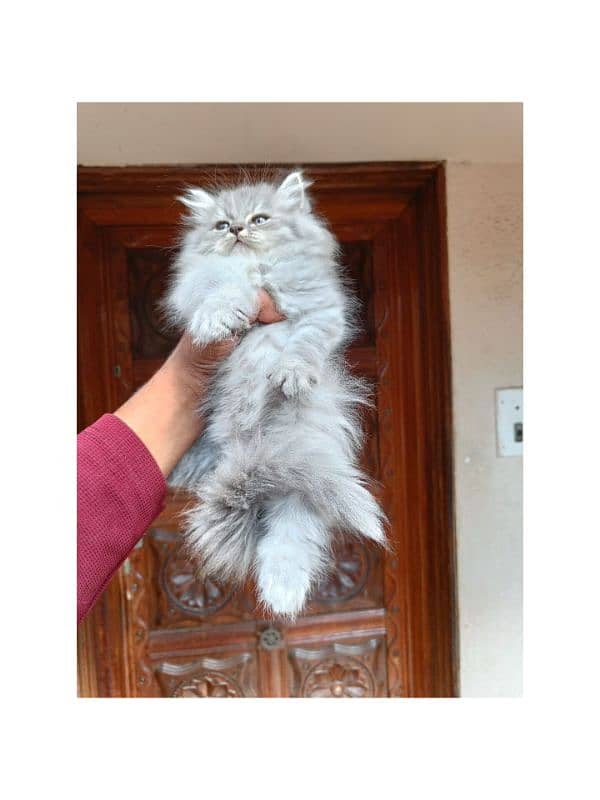 Persian hamalian british punch face piki face cat's and kitten's 15