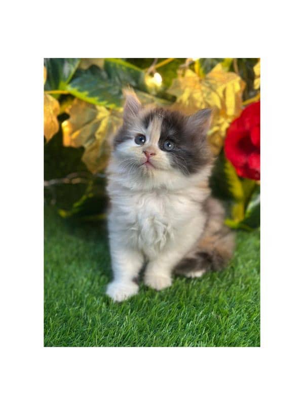 Persian hamalian british punch face piki face cat's and kitten's 19