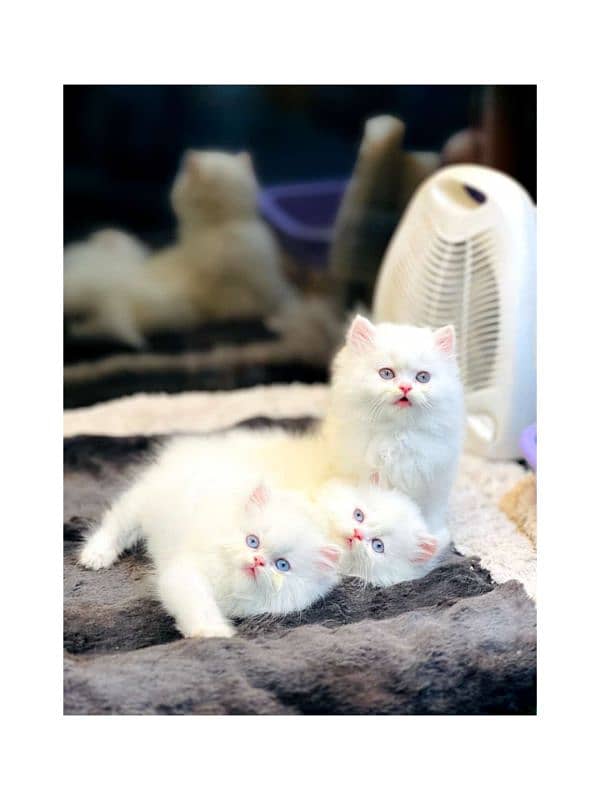 Persian hamalian british punch face piki face cat's and kitten's 10