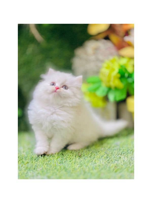 Persian hamalian british punch face piki face cat's and kitten's 3