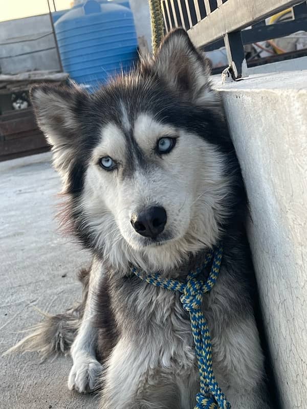 Siberian Husky Breeder Female 0