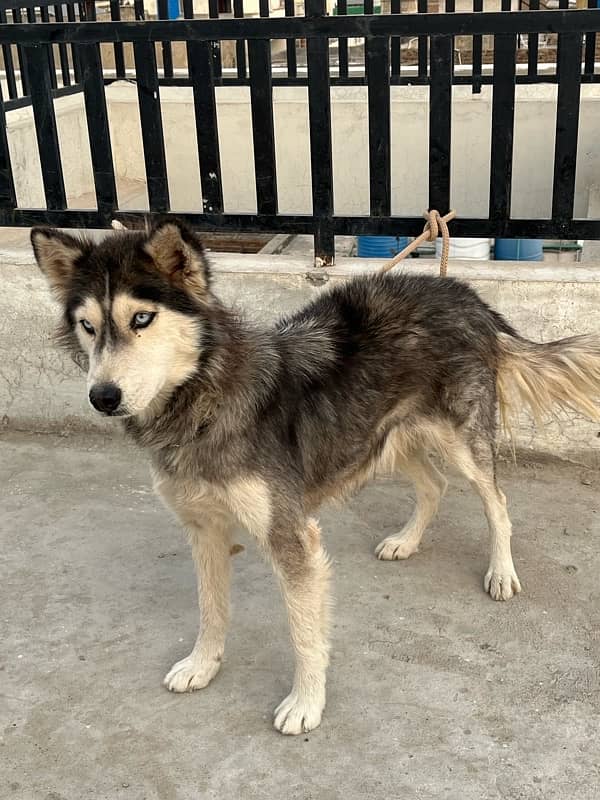 Siberian Husky Breeder Female 1