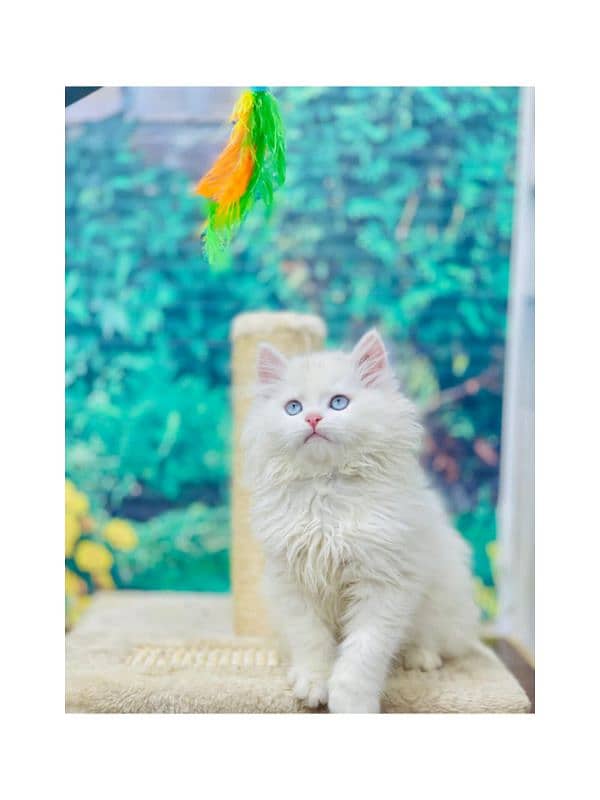 Persian hamalian british punch face piki face cat's and kitten's 5