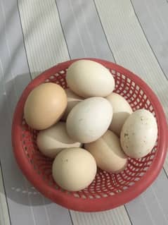 Thai Aseel Eggs