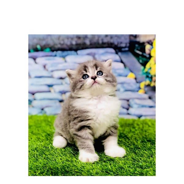 Persian hamalian british punch face piki face cat's and kitten's 17