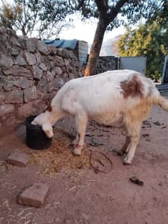 goat for sale