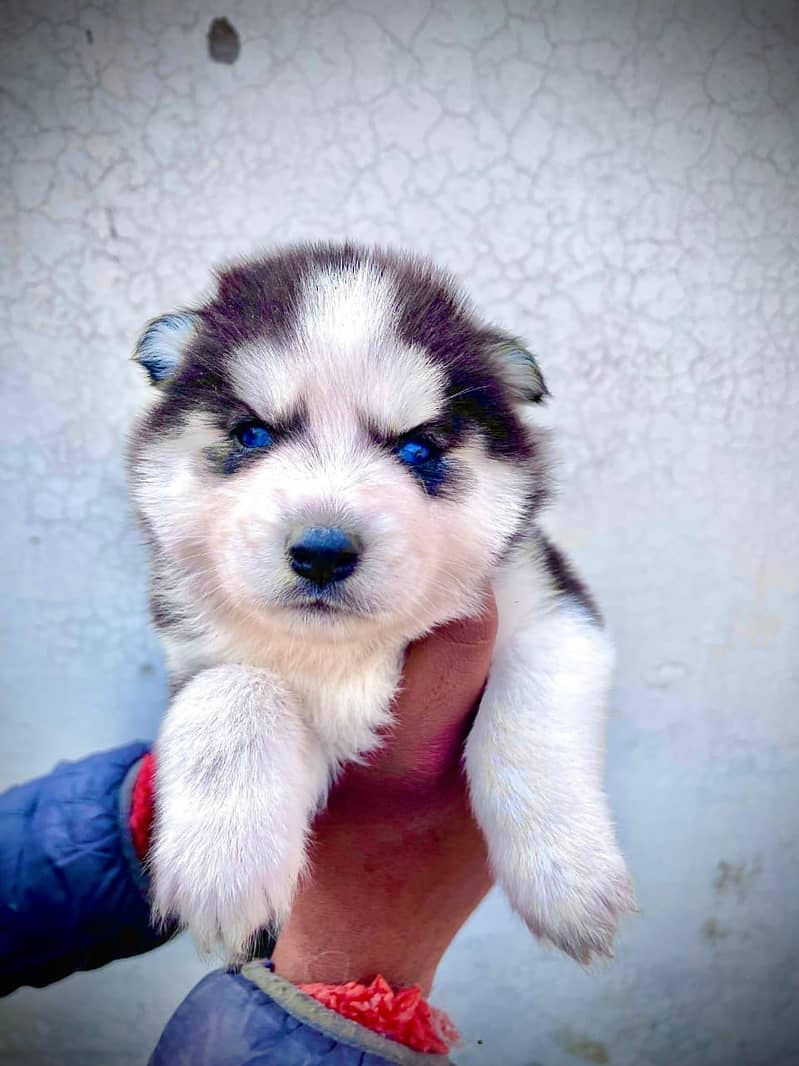 Husky Puppies | Wooly Coat | Siberaian Huskys | Healthy & Active 7