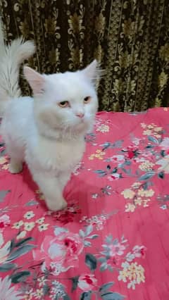 Persian cat for sale breader