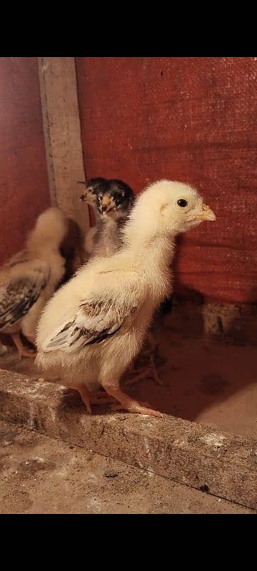 Eggs and chicks of this pair is for sale 6