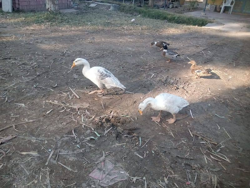 White Duck Batakh Pair 0