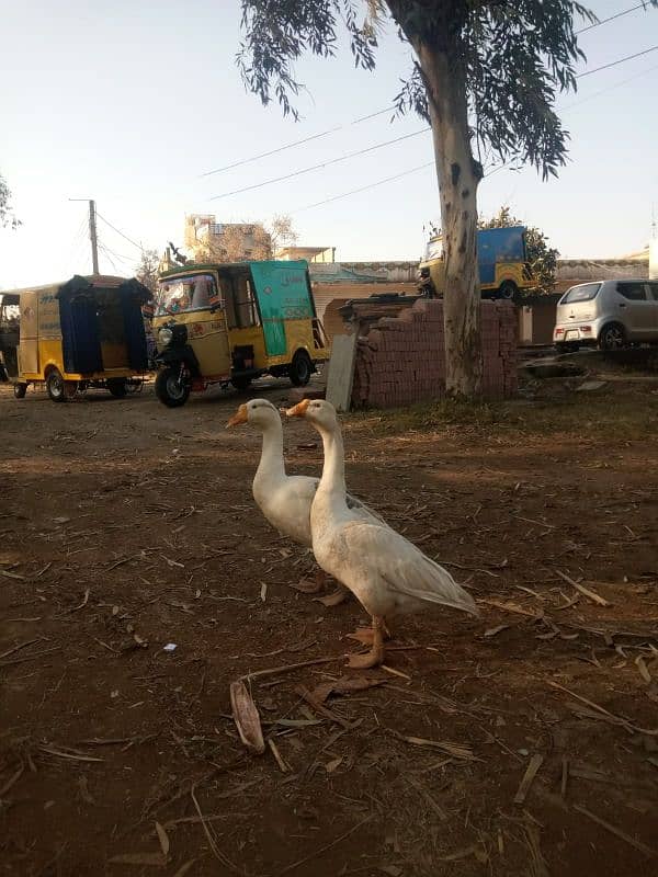 White Duck Batakh Pair 1