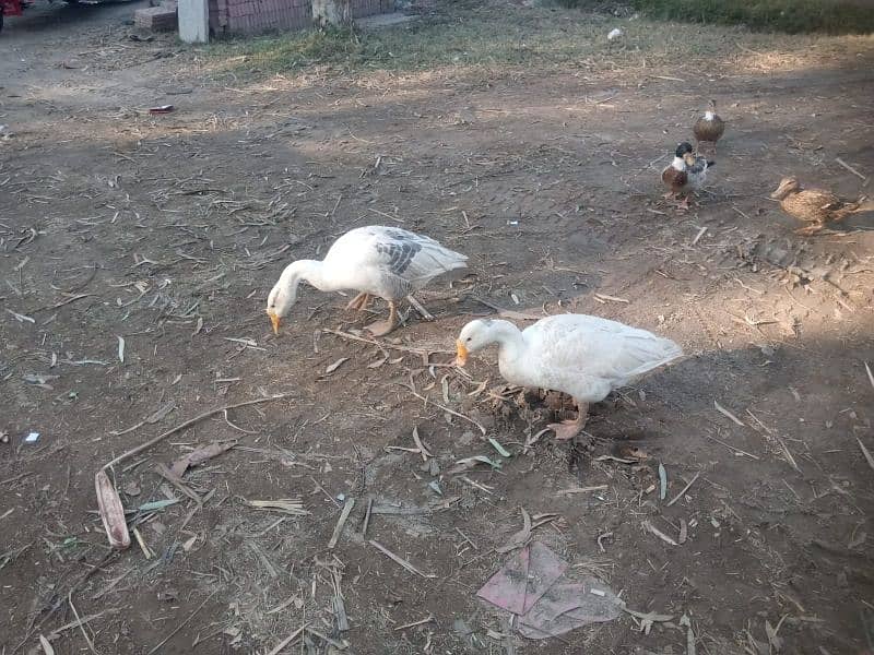 White Duck Batakh Pair 3