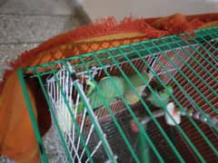 1 piece of green female cathi parrot for sale