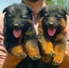 Garman shepherd puppies for sale 03287576736 call wahtasp