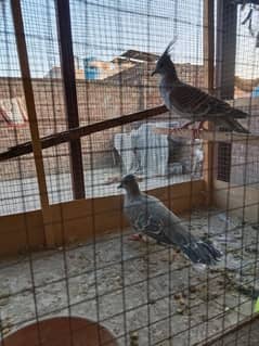 Crusted dove 2 males 12500