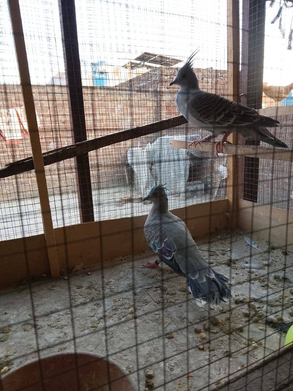 Crusted dove 2 males 12500 1