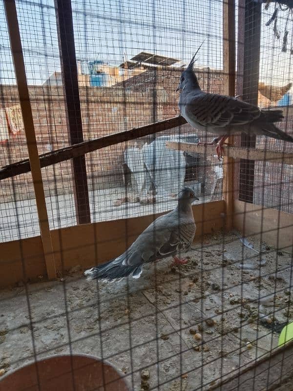 Crusted dove 2 males 12500 2