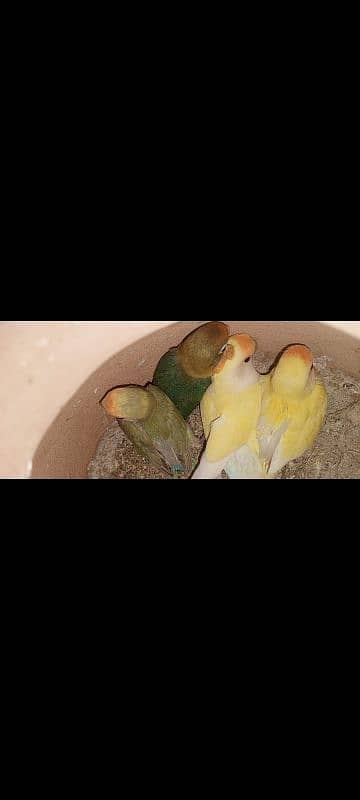 love birds breeder pairs with chicks and eggs 1