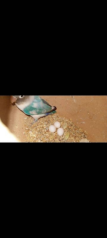 love birds breeder pairs with chicks and eggs 4