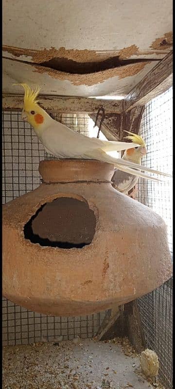 love birds breeder pairs with chicks and eggs 5