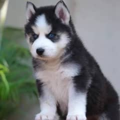 Husky