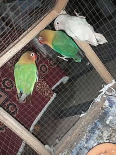 love bird