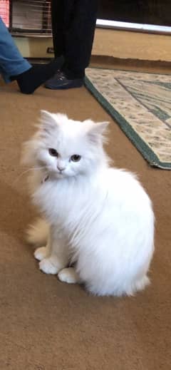 4 month old persian cat