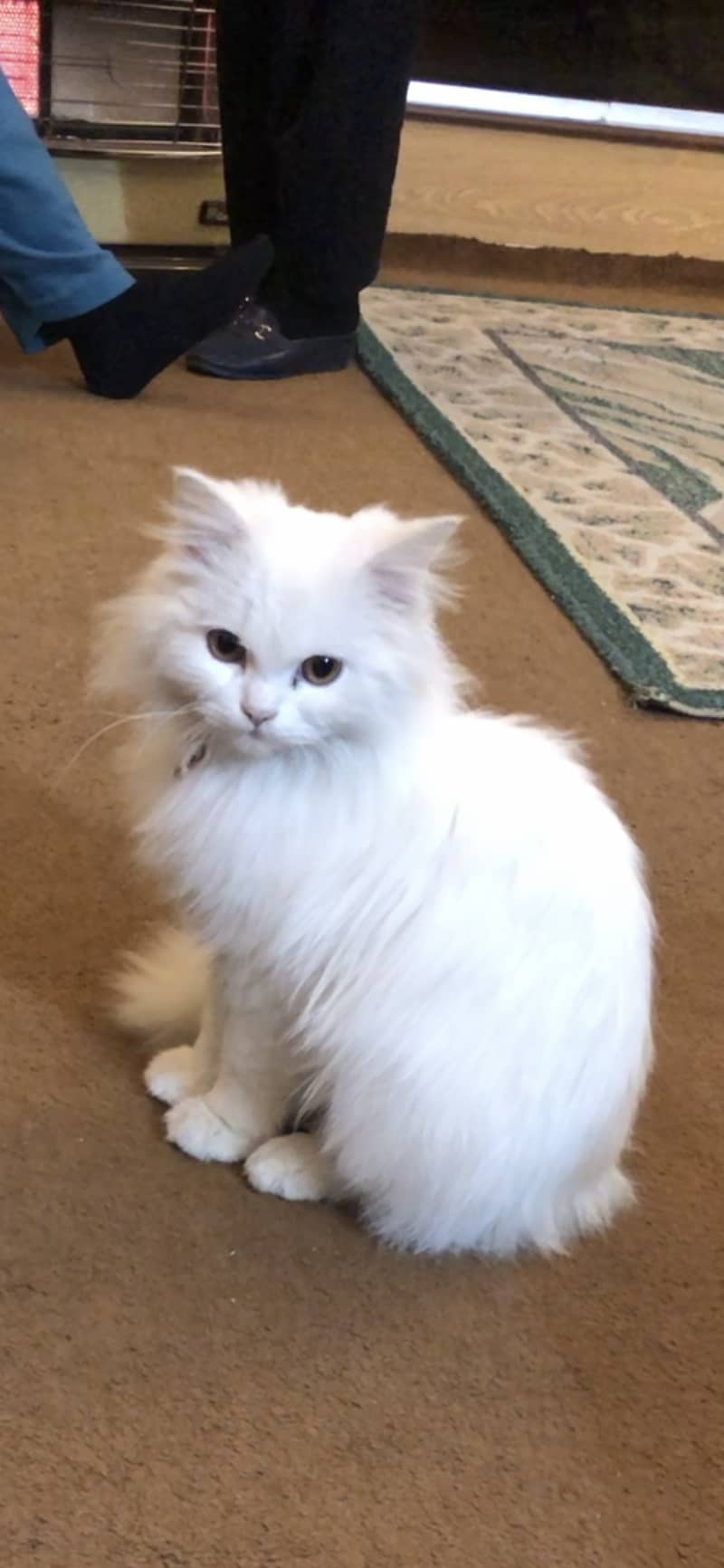 4 month old persian cat 0