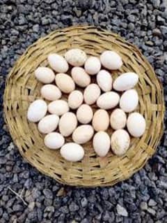 Desi fertile eggs 20rupees