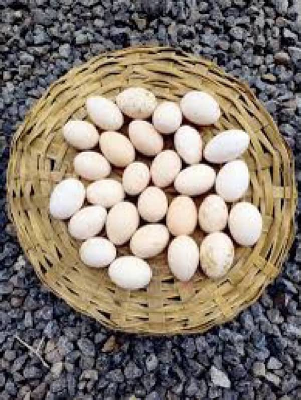 Desi fertile eggs 25rupees 0