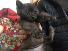 Black persian kitten pair