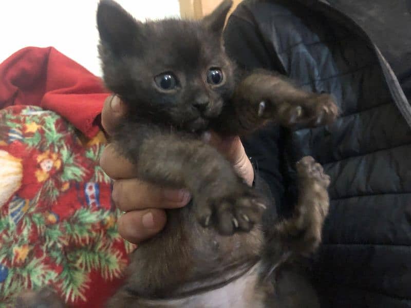 Black persian kitten pair 0