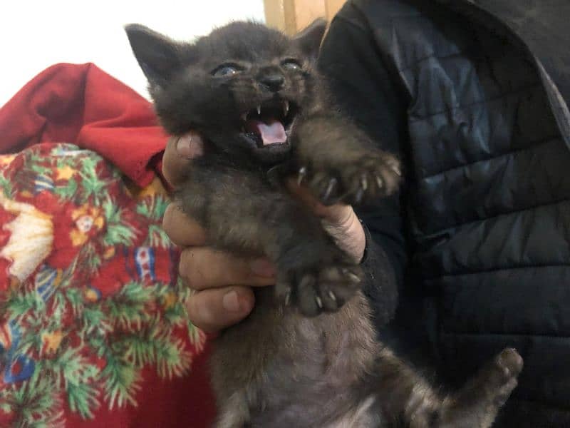 Black persian kitten pair 1