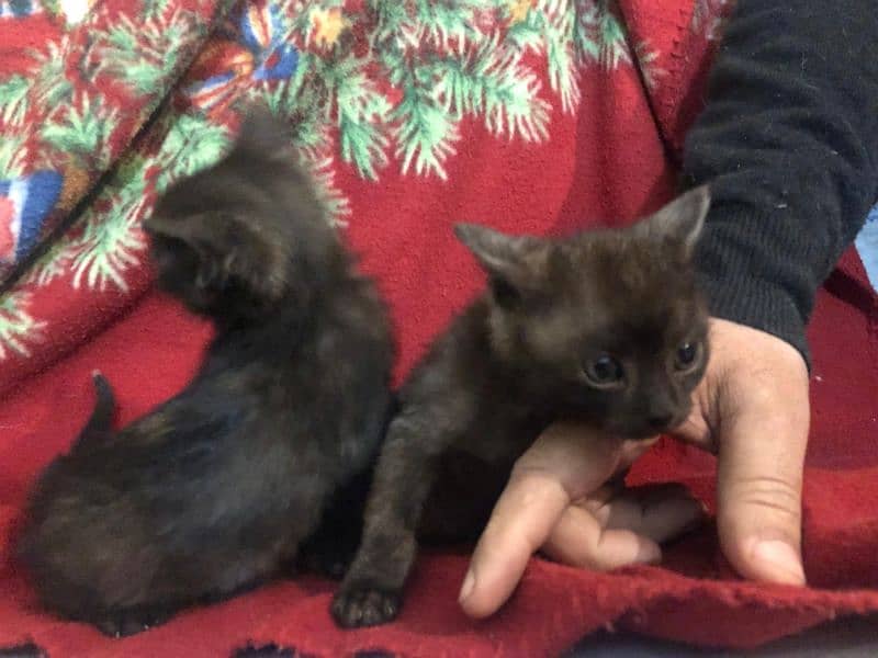 Black persian kitten pair 2