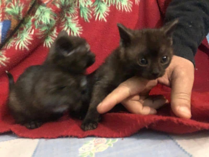 Black persian kitten pair 3